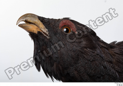 Head Bird Animal photo references